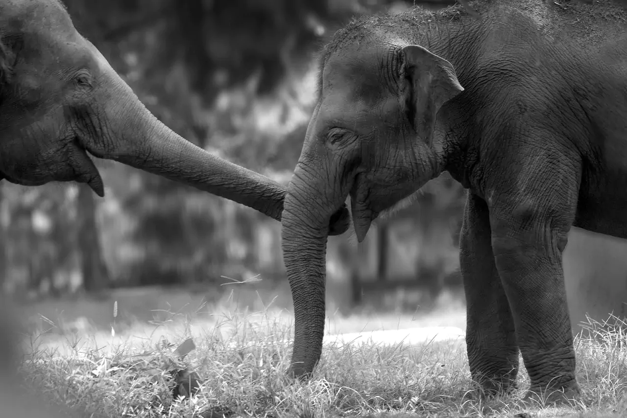 baby elephants use their trunks to communicate each other - Let's get in touch