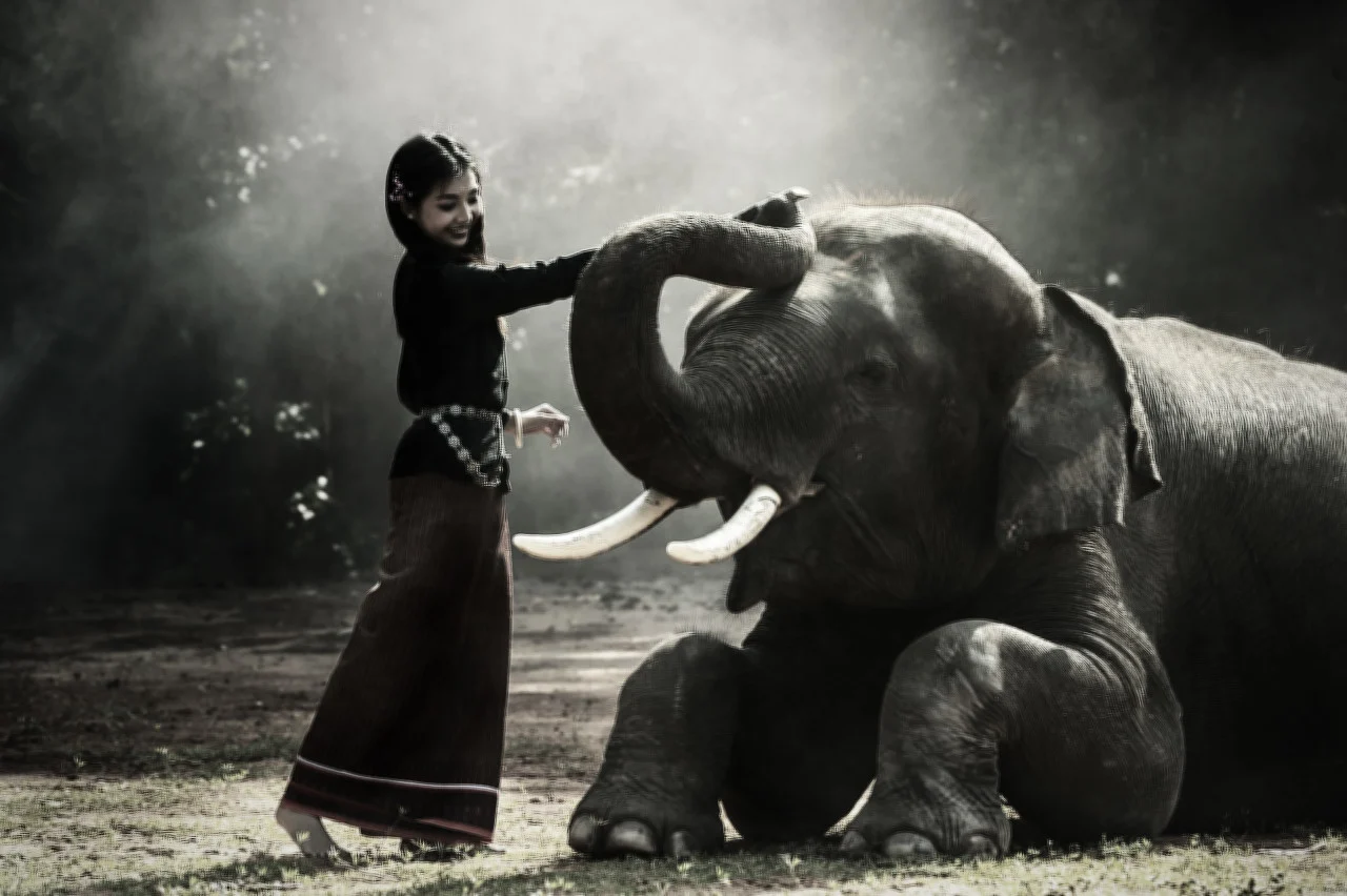 local chiang mai lady plays with an elephant