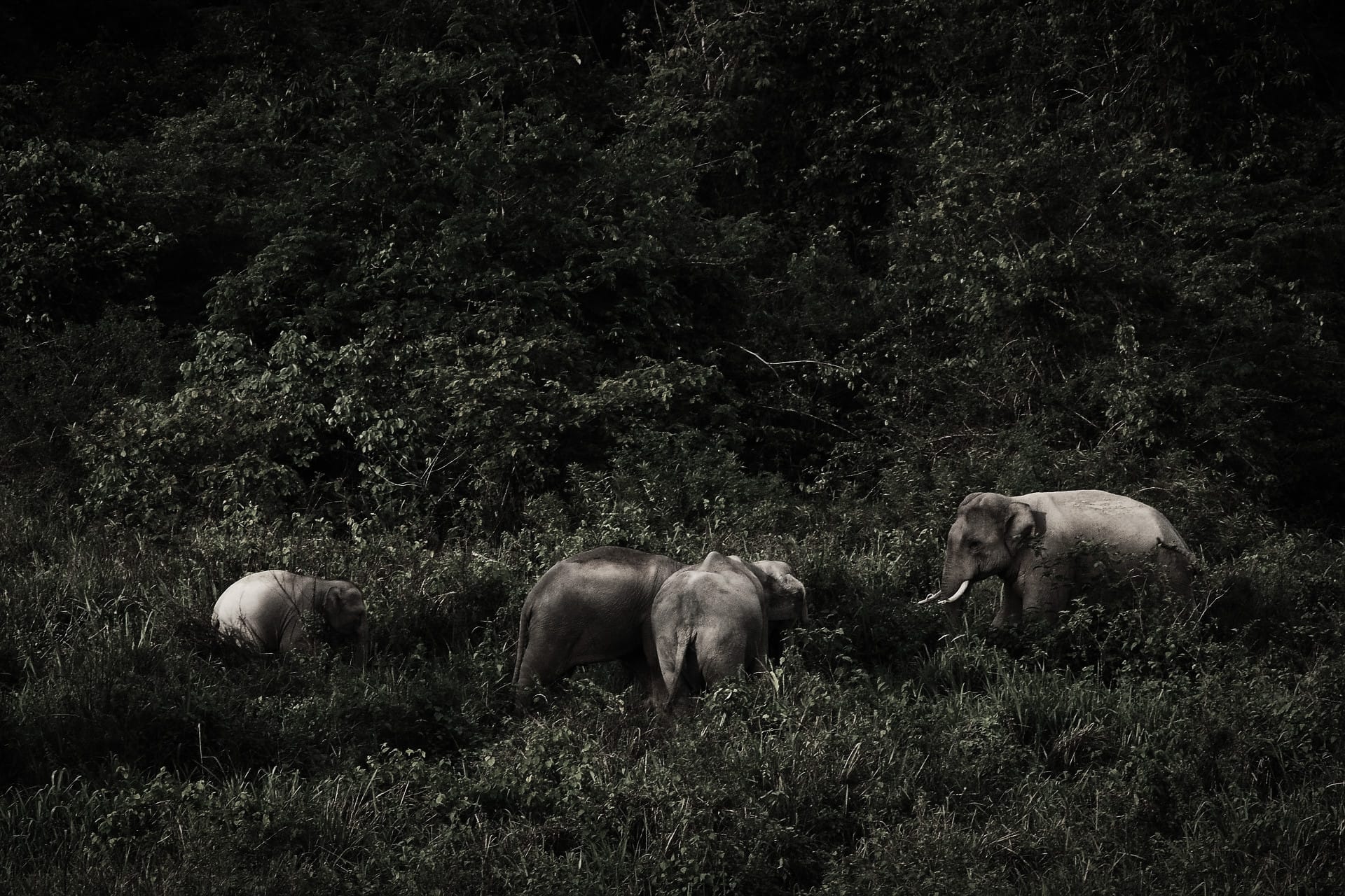 Baby elephant and siblings in the forest