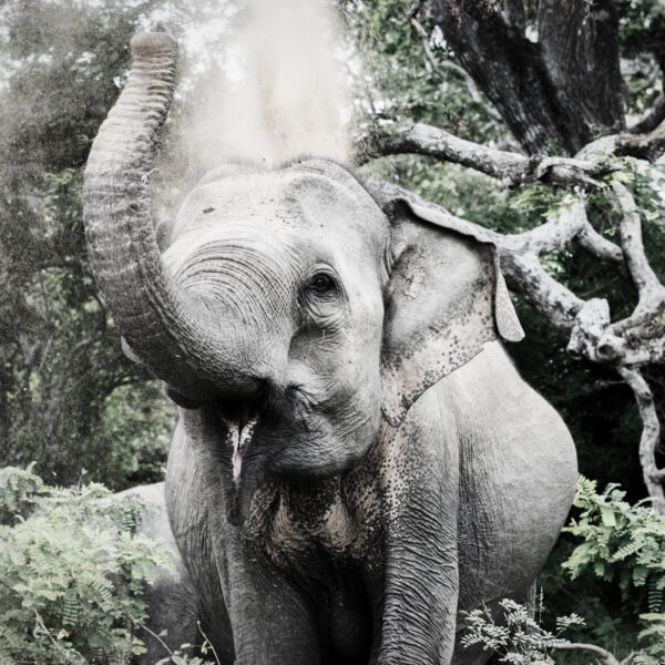 happy elephant being in his nature