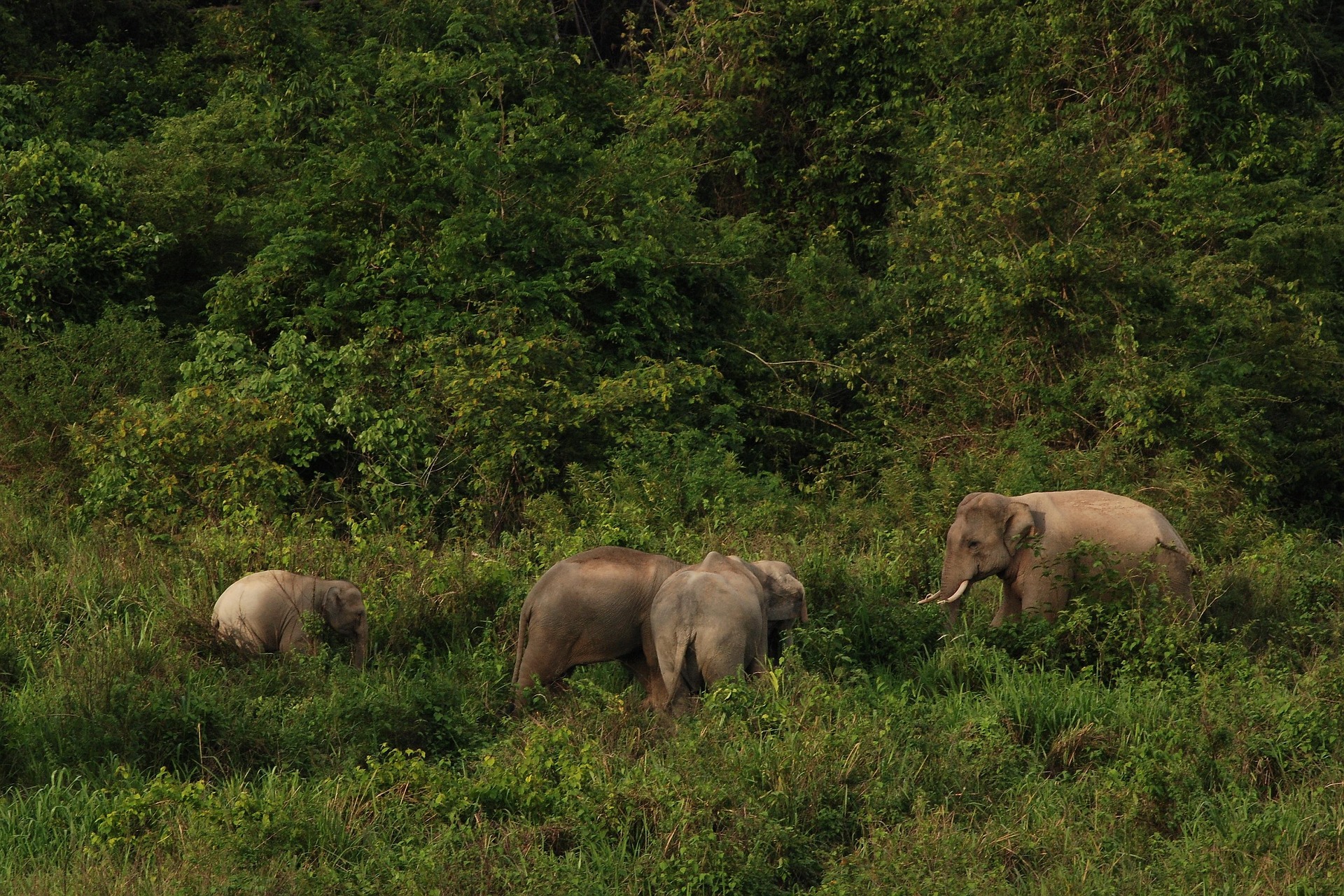 Wild elephants — rare wildlife sighting at Khao Sok