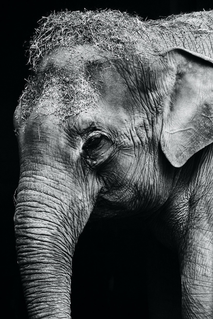 Thai elephant emotions — ethical sanctuary