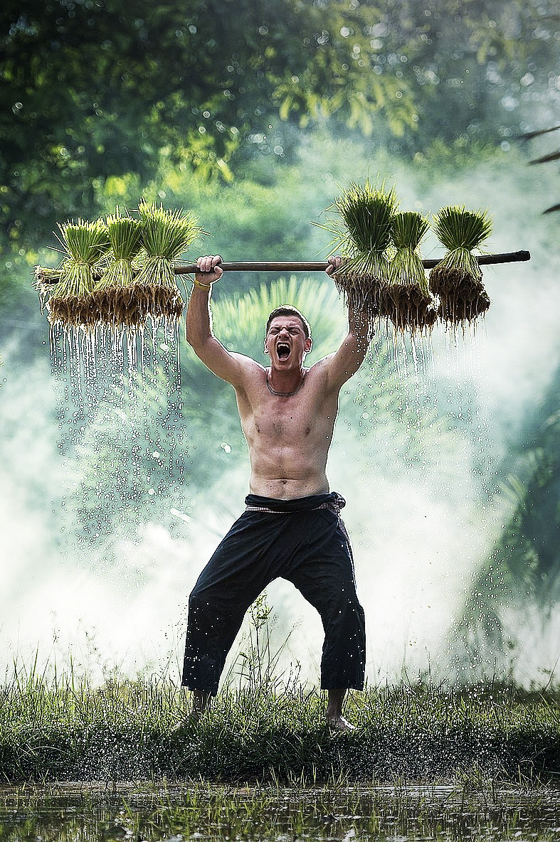 a man foreigner proudly presents his newly harvest rice