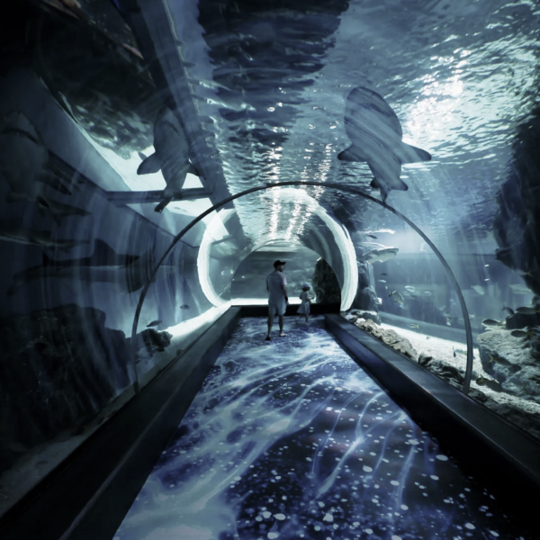 shark tunnel at Sea life