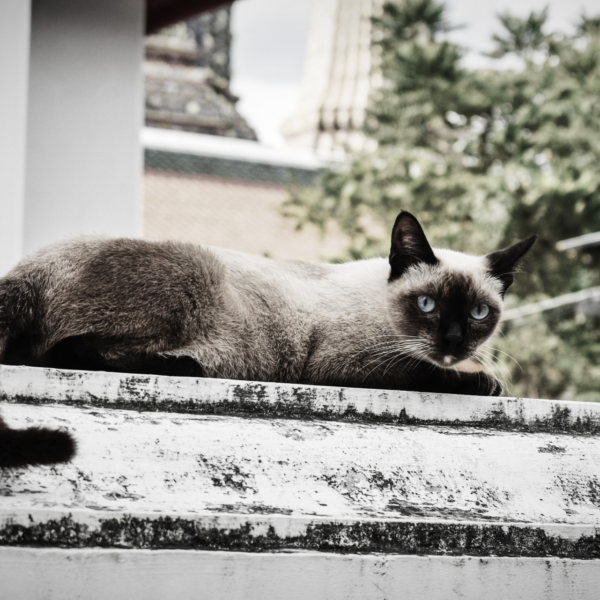 siamese cat chilling at temple wall