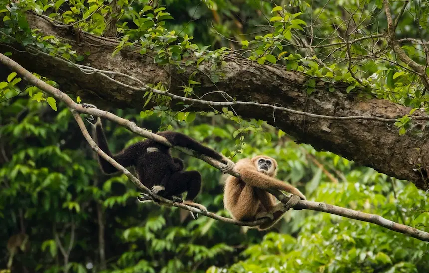 Gibbons — guaranteed wildlife at Khao Sok