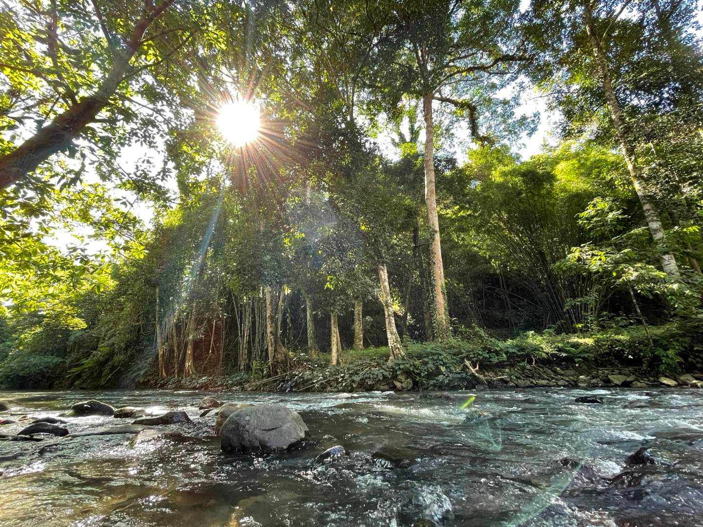 Jungle canopy — Khao Sok National Park mainland trails