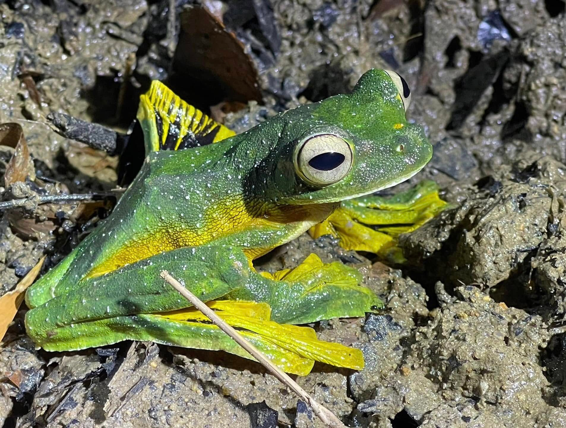Wallace's flying frog — possible wildlife at Khao Sok