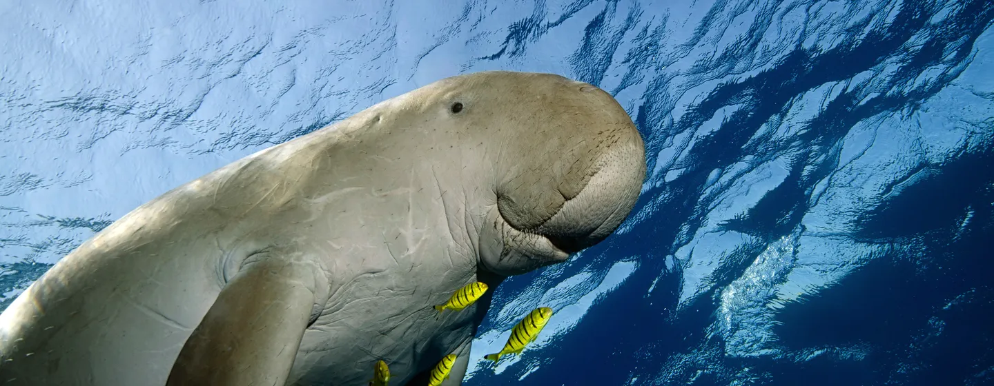 Dugong in seagrass beds — rare sighting, Ko Adang area, Satun Geopark