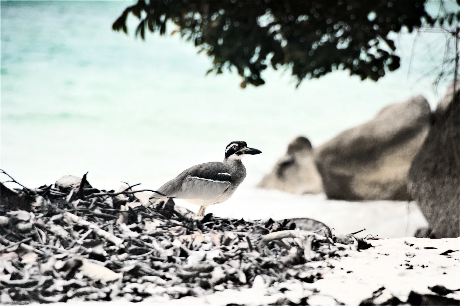 Beach Stone-curlew at Surin Islands — possible sighting