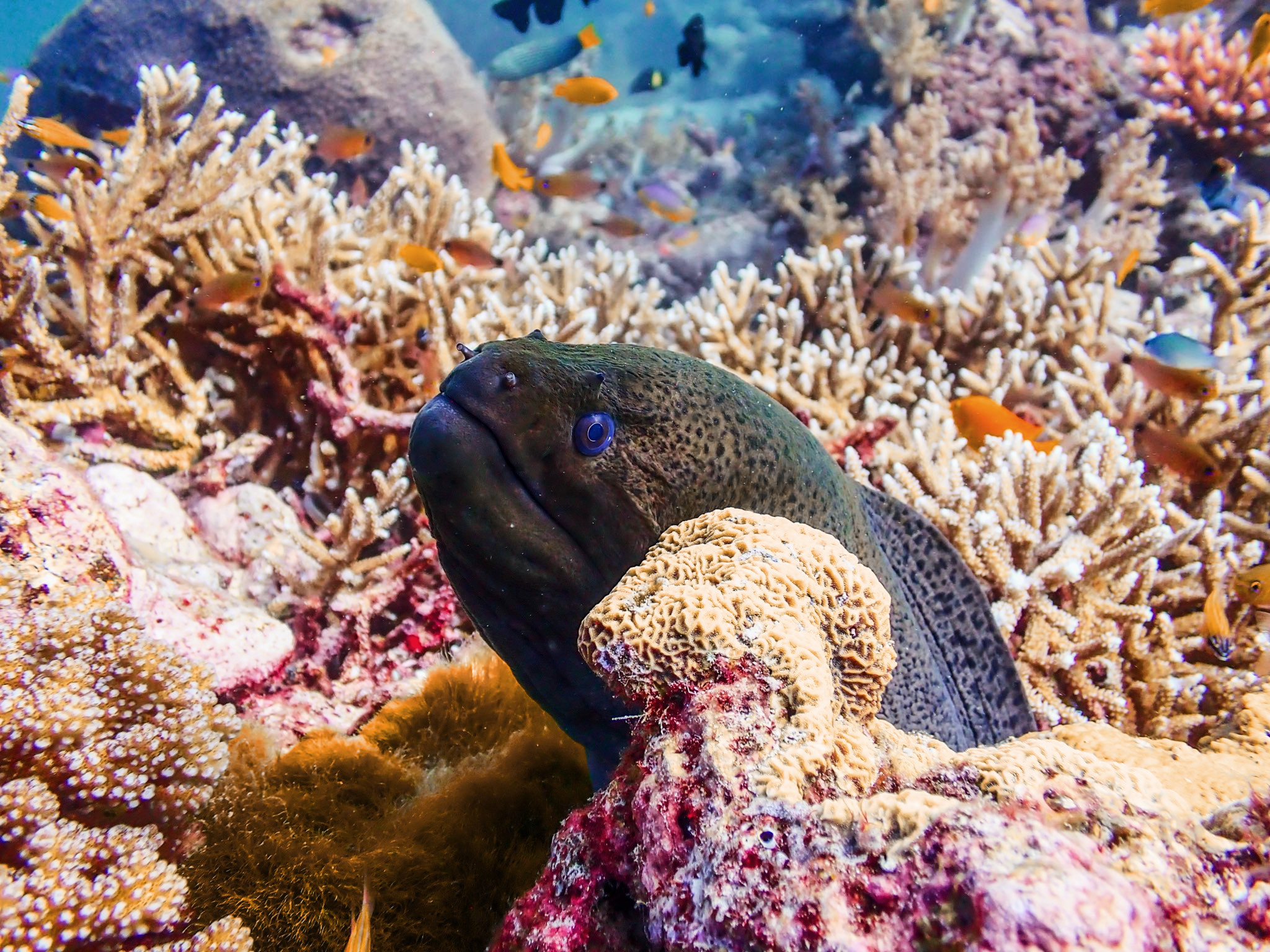 Coral reef at Surin — 60-70% coverage, chromis fish school