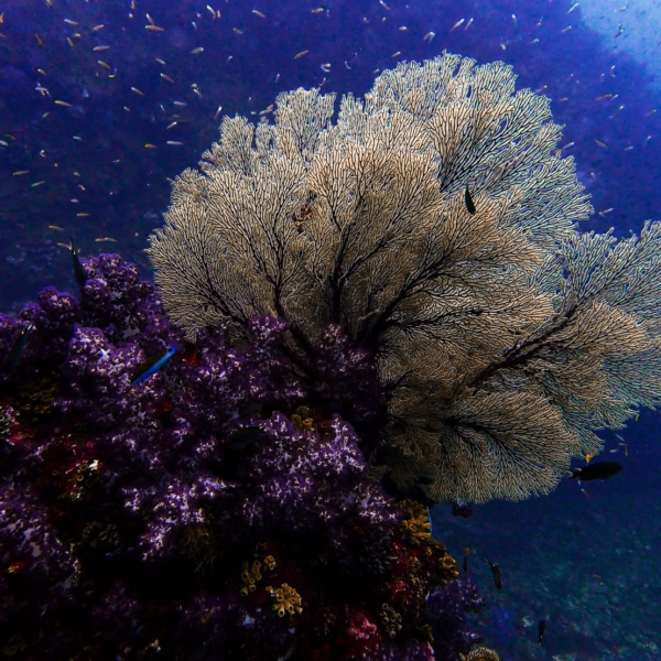 Fan coral at Mu Ko Surin National Park