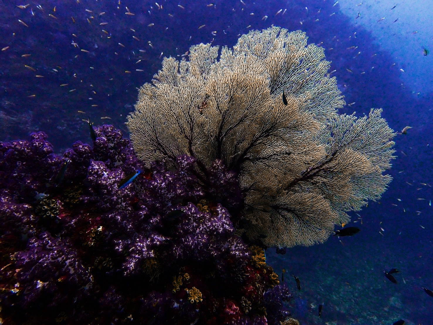 Fan coral at Mu Ko Surin National Park