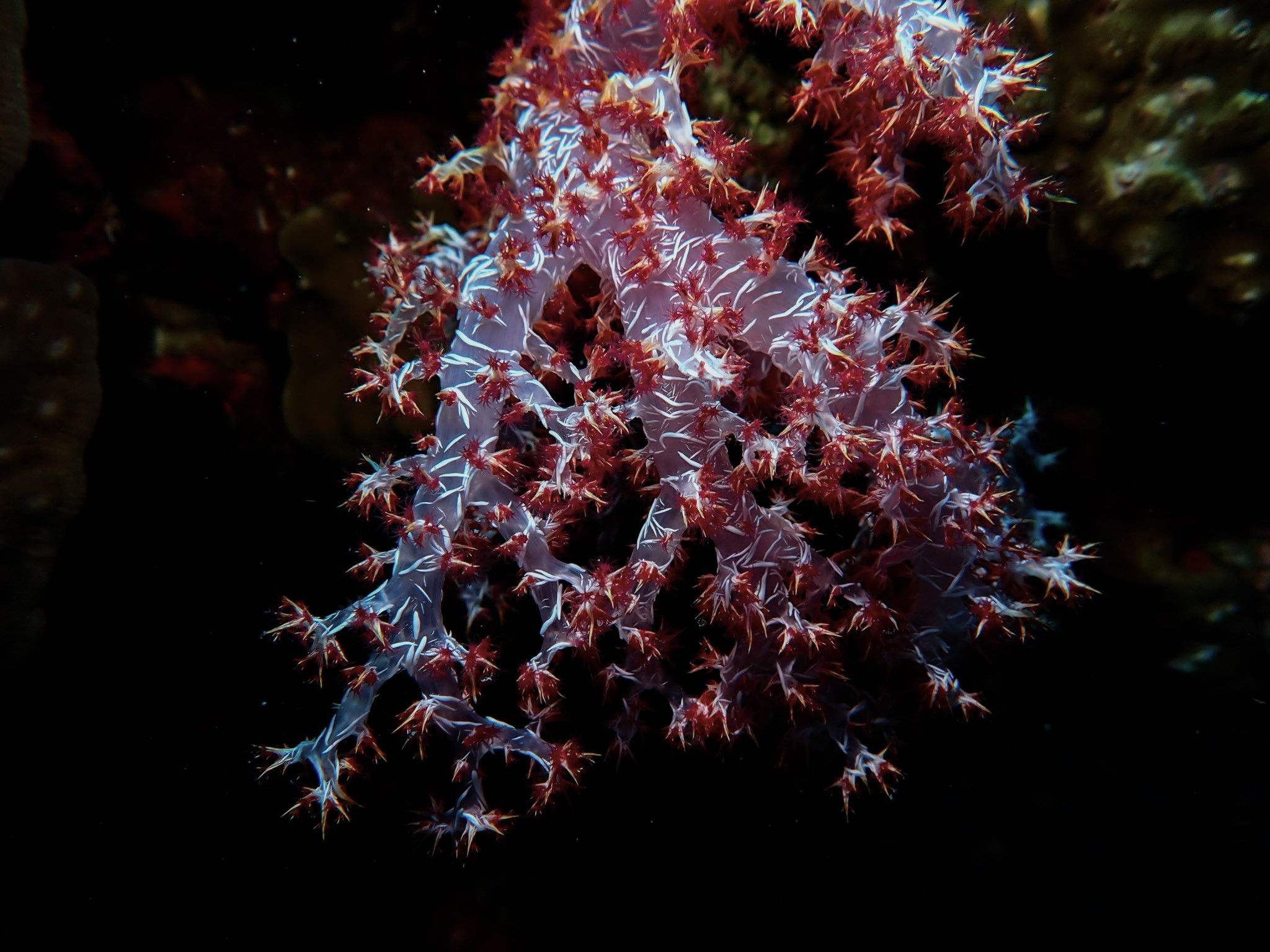 Ko Surin Tai - coral so pristine
