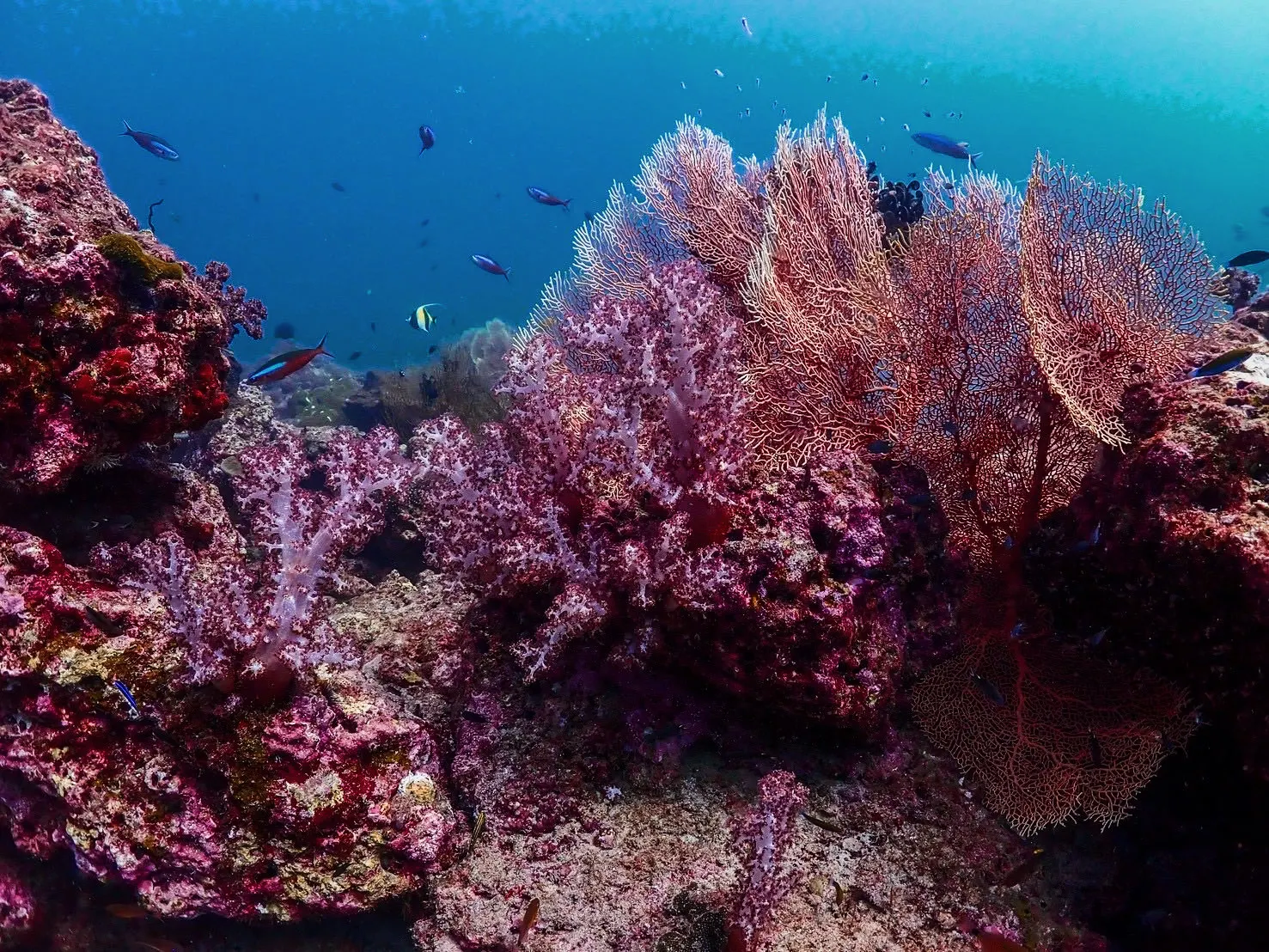 soft coral common sight at Surin Islandsopen Andaman Sea
