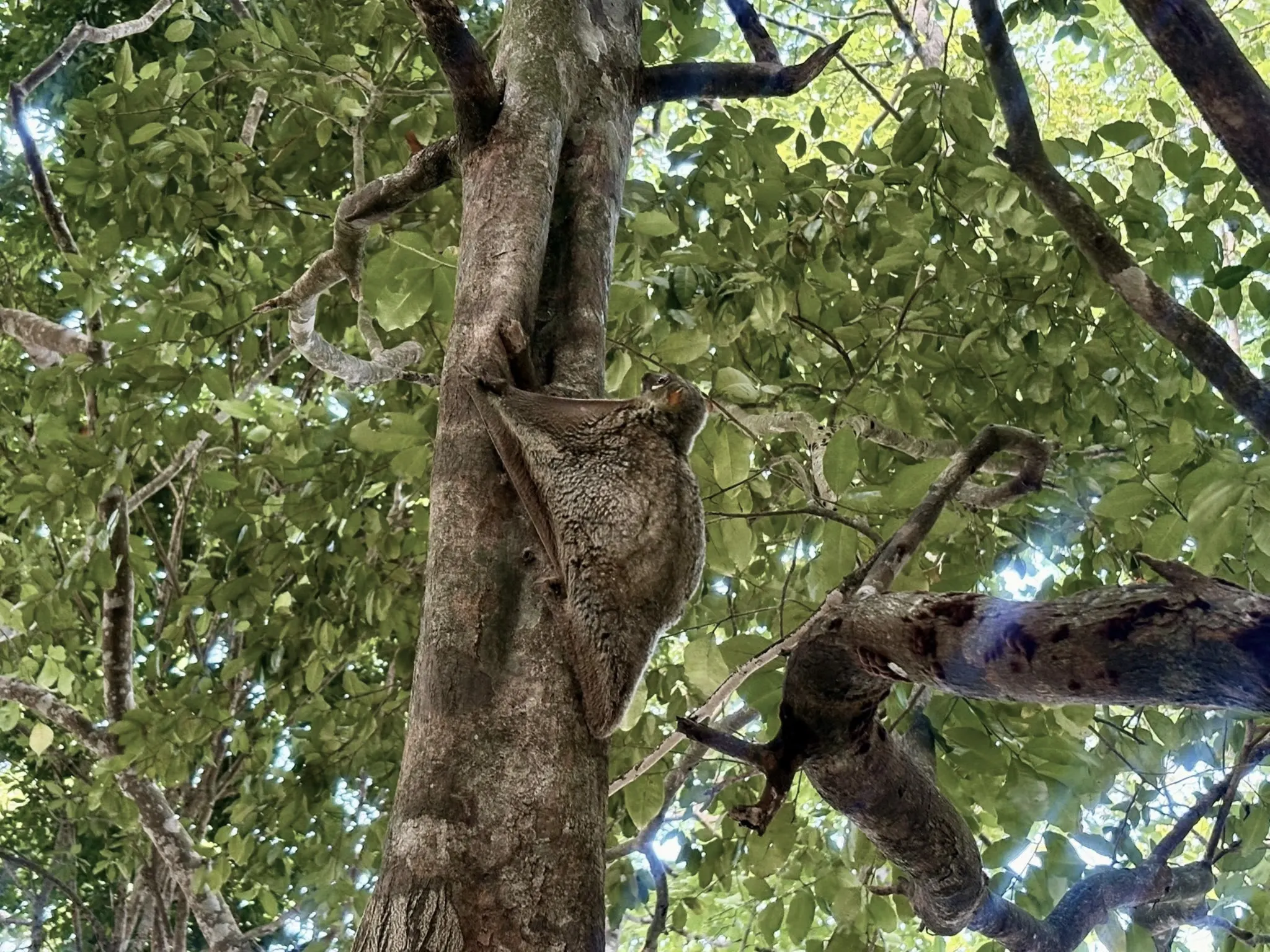 Sunda Colugo — rare sighting at Surin Islands
