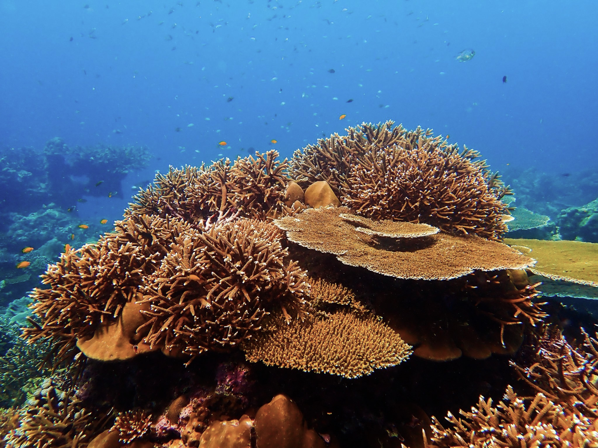 Hawksbill sea turtle at Hin Rap reef, Surin Islands