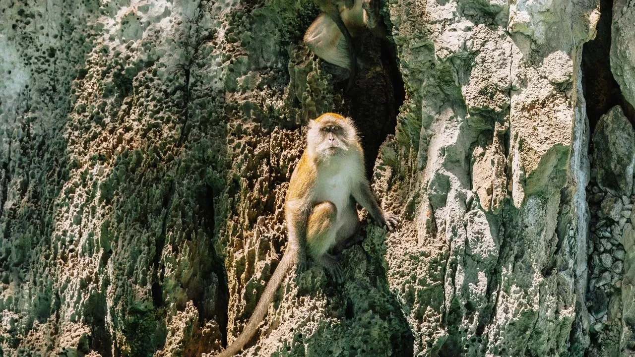 Macaques on the Phraya Nakhon Cave trail — watching with detached judgment