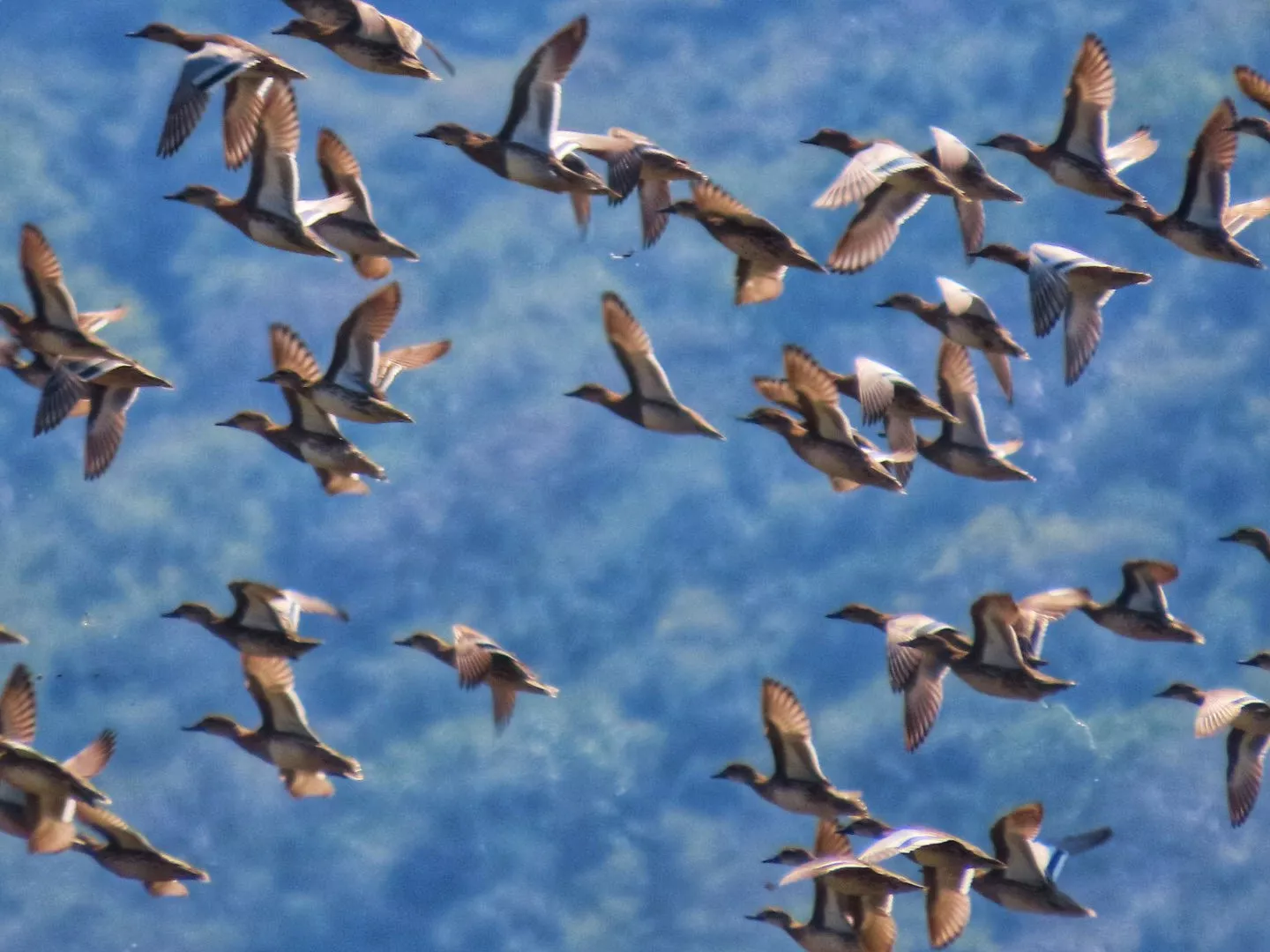 Rare migratory birds at Thung Sam Roi Yot marsh — November to February peak