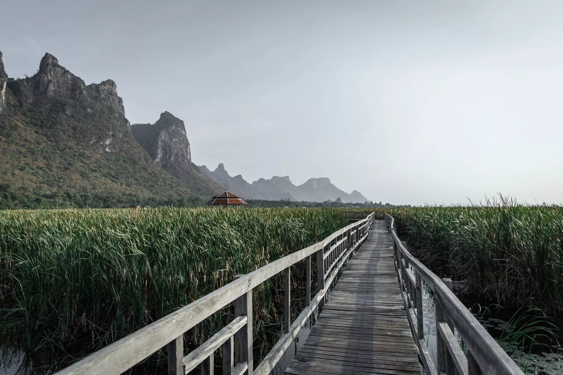 Thung Sam Roi Yot freshwater marsh at dawn — sacred lotus fields, limestone peaks as backdrop, egrets in the reeds