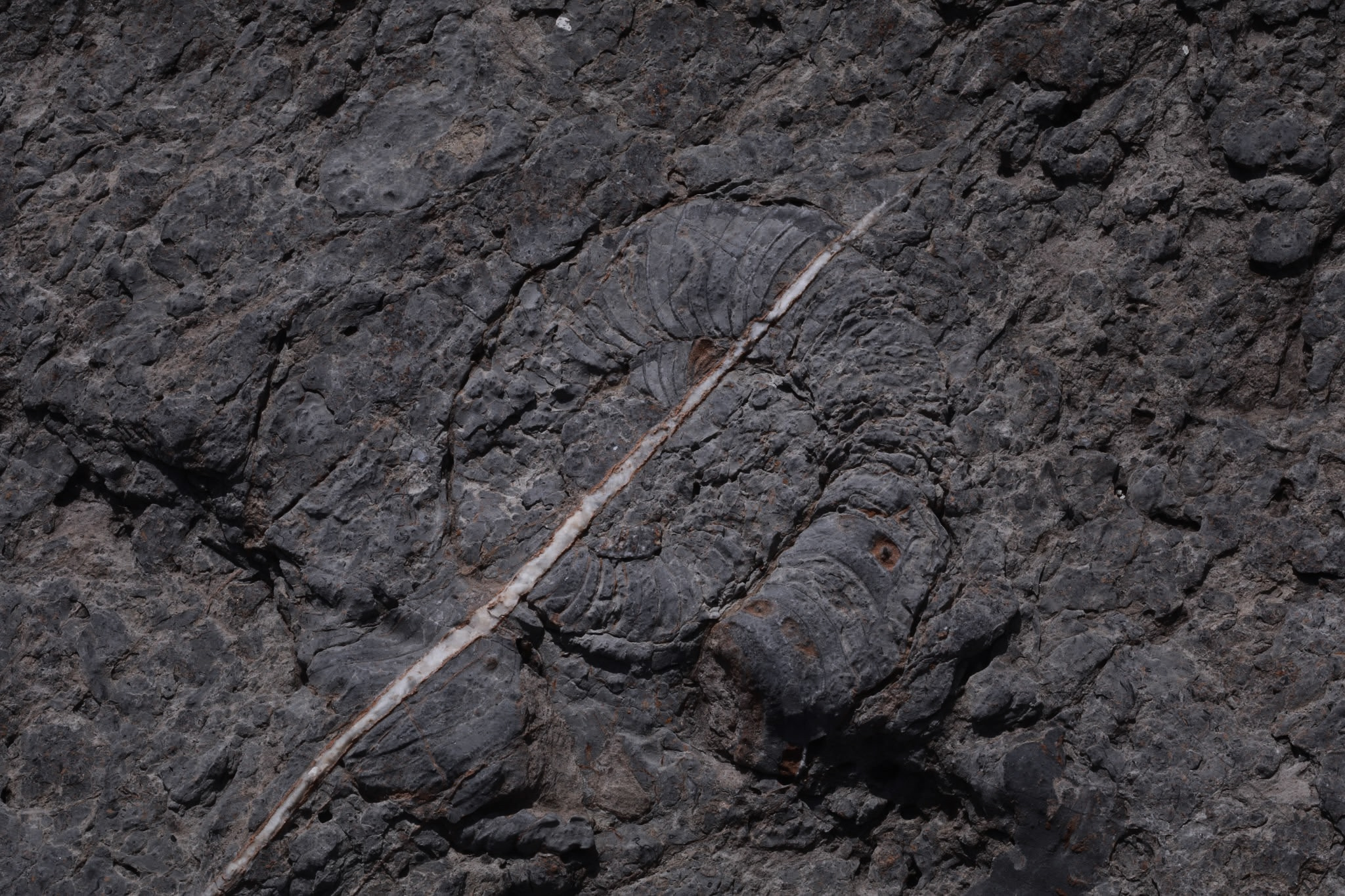 Ammonite fossil embedded in Satun Geopark limestone