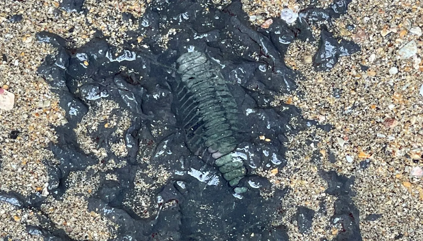 Fossil at Ko Tarutao — possible encounter, Satun Geopark