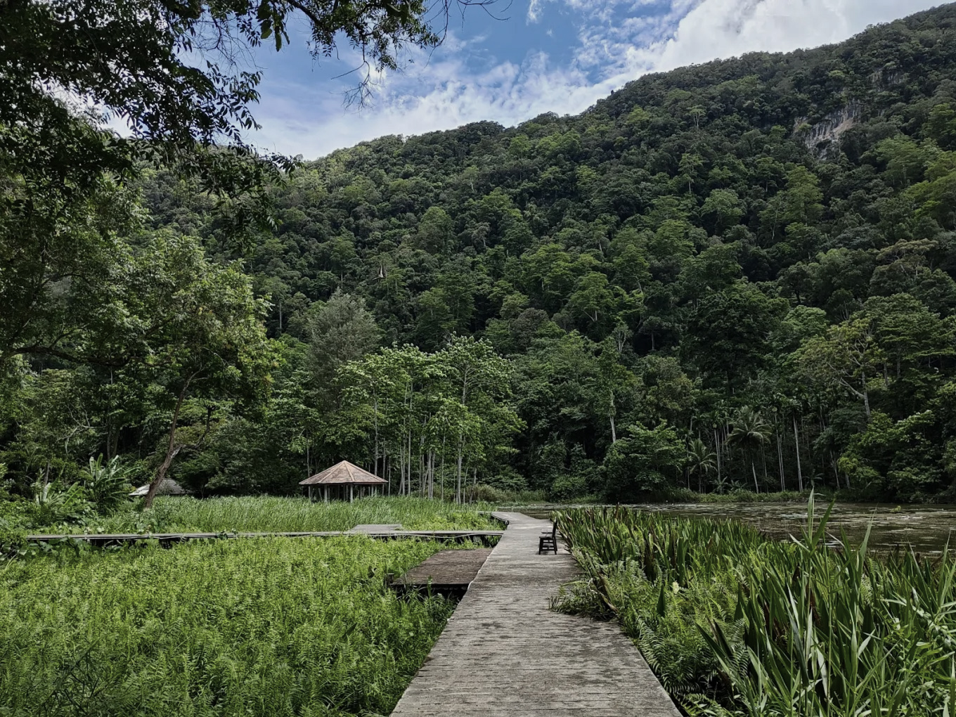 Thale Ban National Park — limestone formed in the Triassic, canopy cathedral overhead