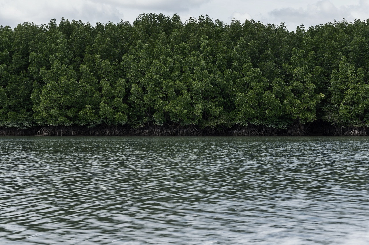 Healthy mangroves in Satun