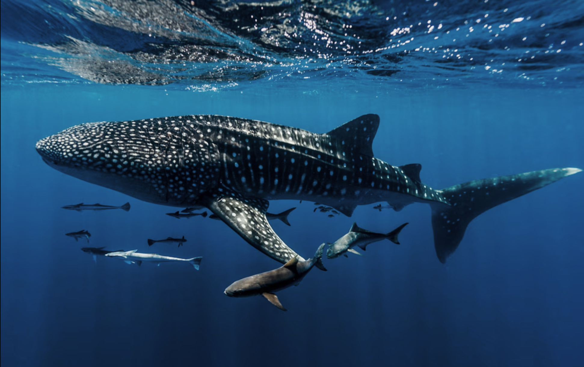 whale shark — possible encounter