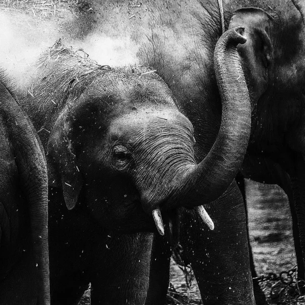 Thai baby elephant with her herd living freely