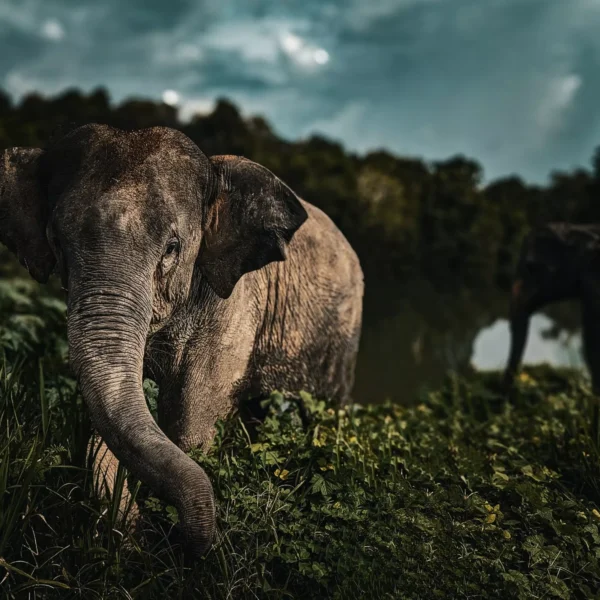elephant-live-freely-in-nature