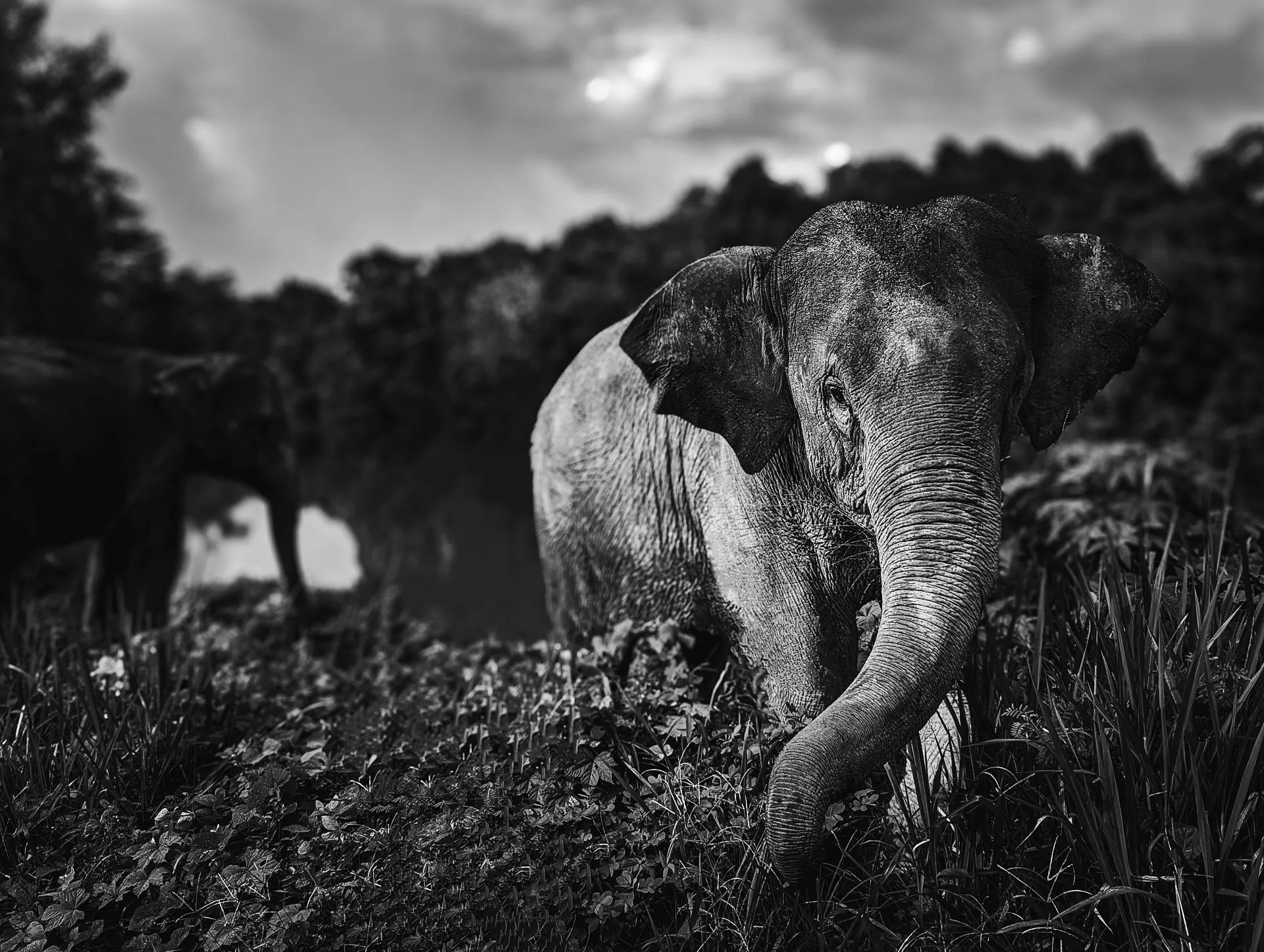 elephants live freely at the ethical elephant sanctuary Chiang mai