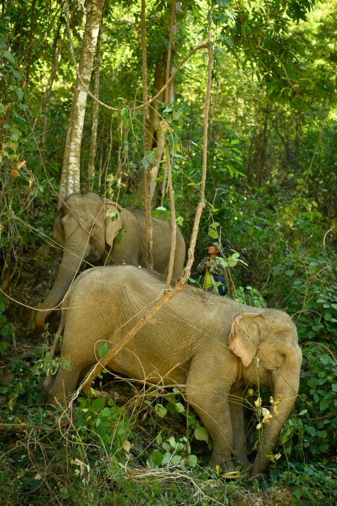 Elephants in forest — Kindred Spirit ethical elephant sanctuary
