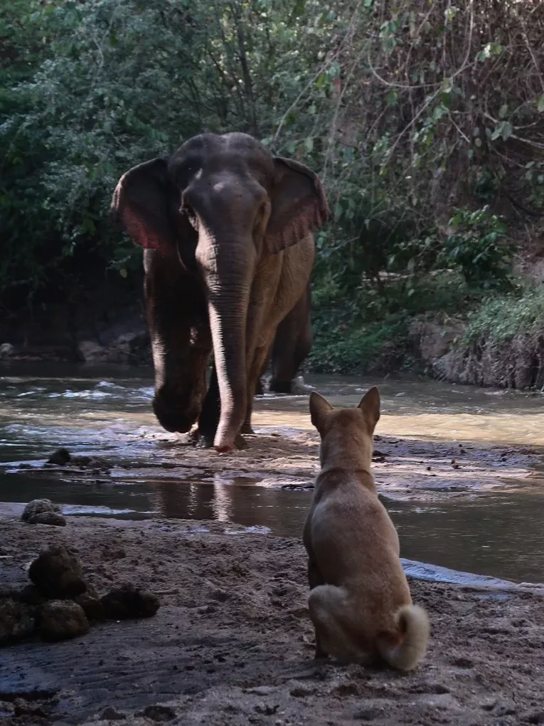 Elephant at BEES ethical elephant sanctuary — strict observation