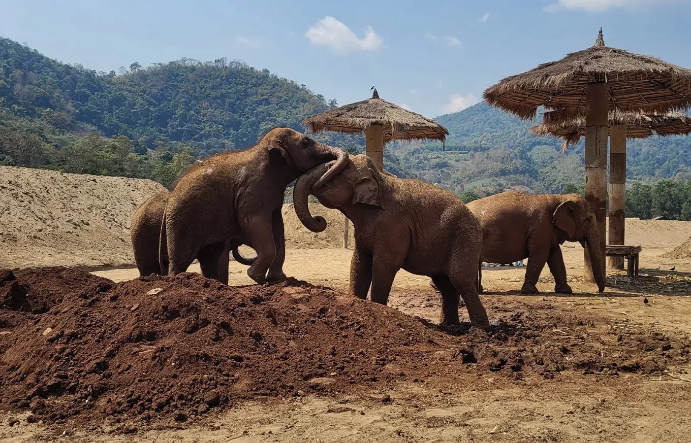 Elephants at Elephant Nature Park ethical elephant sanctuary