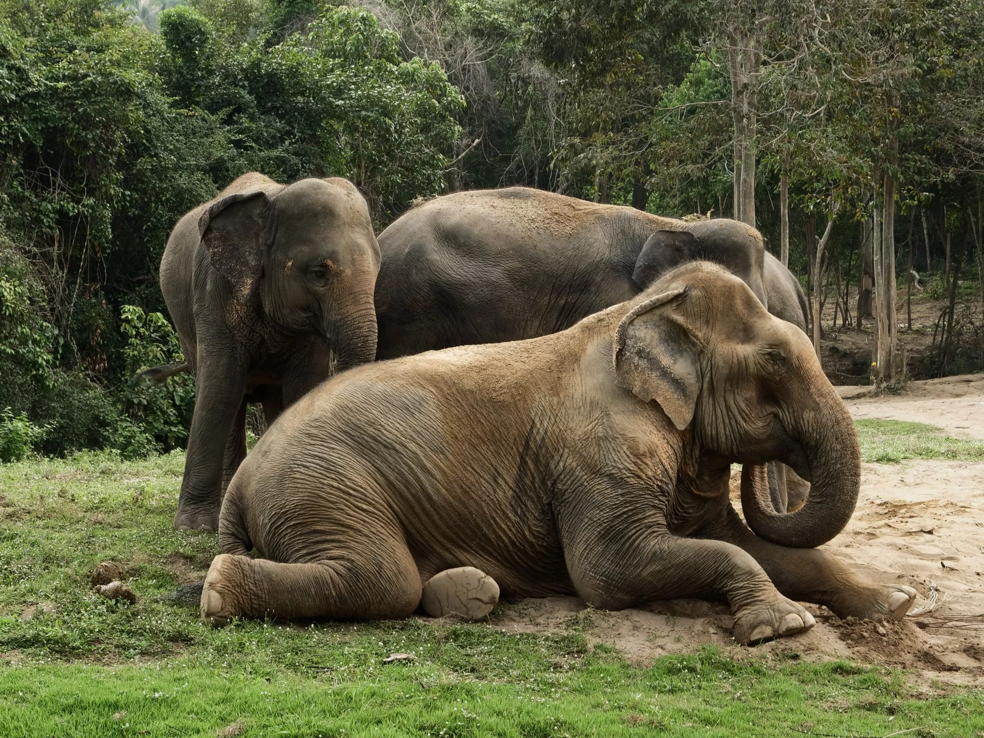 Elephants are free to roam at ethical elephant sanctuary