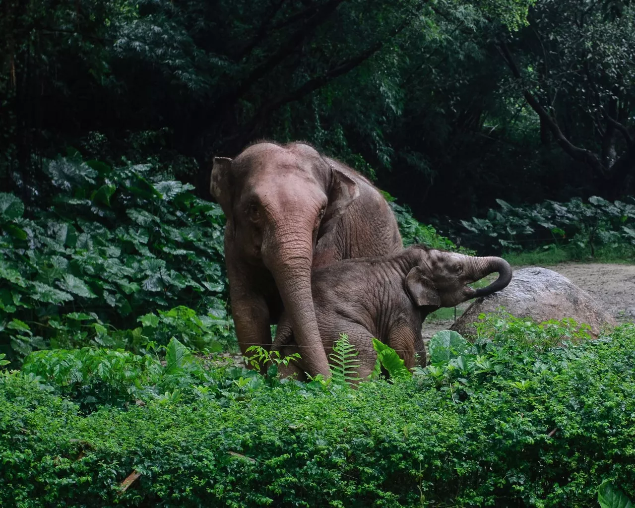 Thai elephants in the forest
